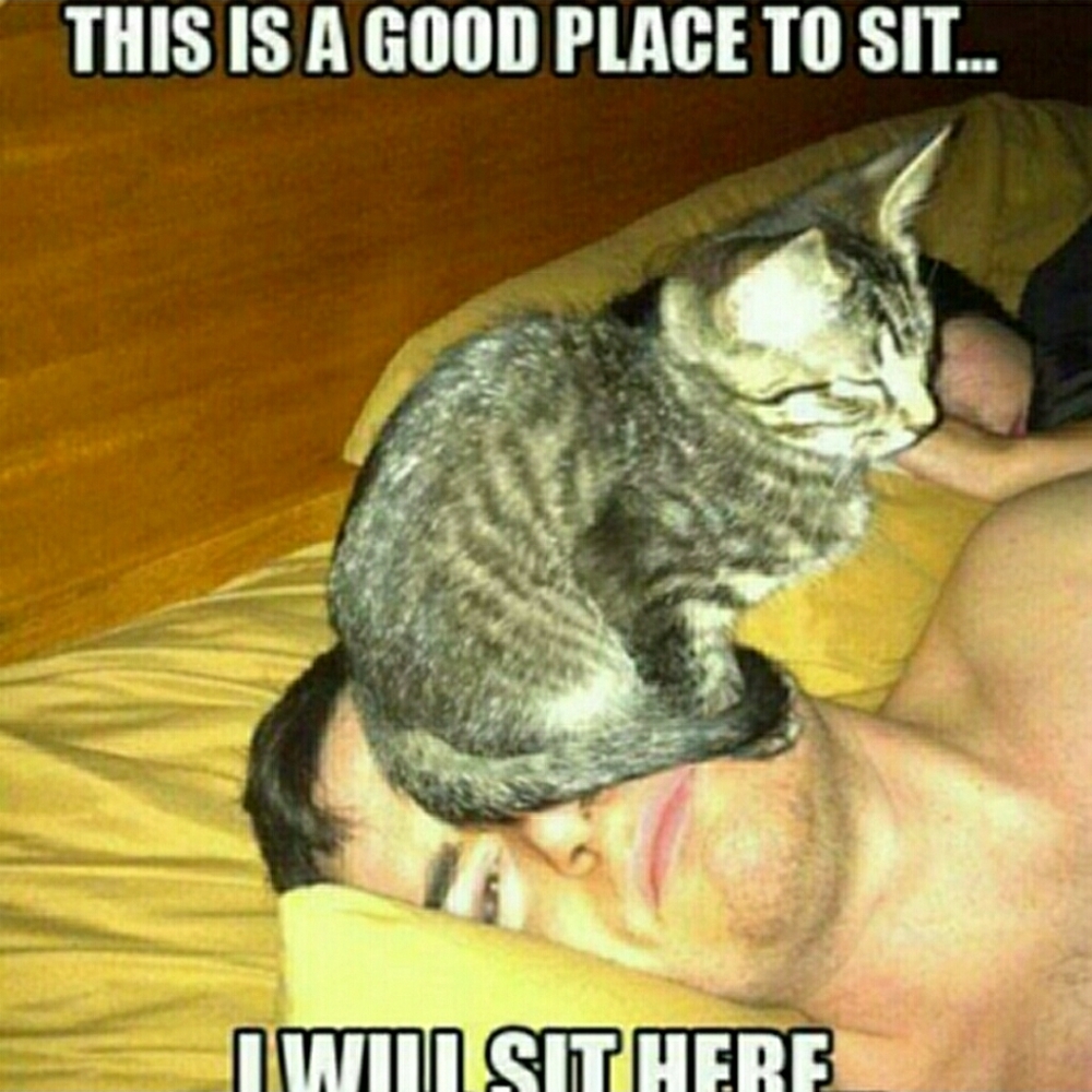😹 - Picture 3 of 4